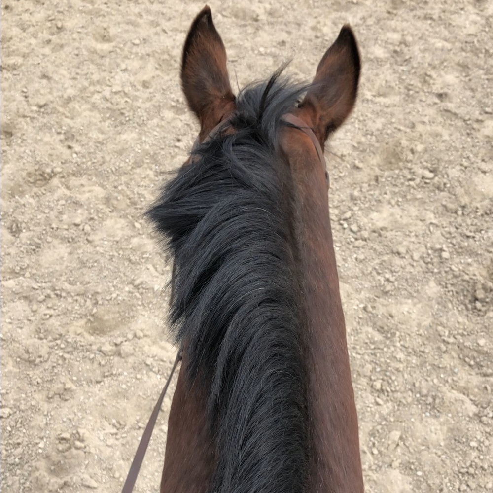 ISO of size 26 or small breeches!